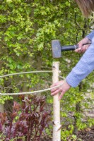 Woman hammering birch plant support into ground in border