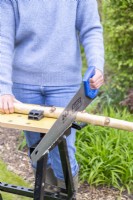 Woman sawing birch stick in half