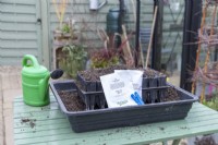 Pea 'Serge' and 'Purple Podded' seeds with root trainers, compost and watering can