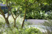 Amelanchier lamarckii - view through multi stemmed tree