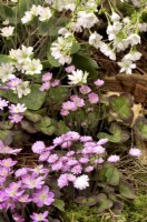 Hepatica japonica, Hepatica nobilis 'Pink' and a blooming branch of Prunus incisa 'Kojou-no-mai' on early spring border in woodland garden. April