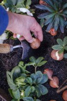 Planting tulip bulbs in soil between other plants in winter