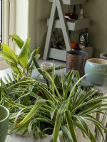 Soak variety of houseplants in butler sink