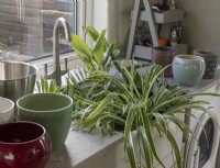 Soak variety of houseplants in butler sink
