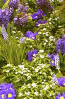 Blue early spring border with blooming Myosotis sylvatica, forget-me-not, Hyacinthus orientalis, Muscari armeniacum and Primula acaulis, April