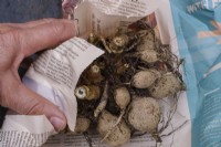 Lifting and storing dahlias in late autumn, wrapping the tubers in newspaper
