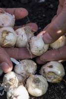 A handful of allium bulbs ready to be planted  in autumn, for flowering the following year
