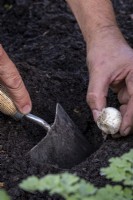 Planting allium bulbs in autumn, for flowering the following year. Using a trowel to make a hole for the bulbs