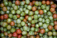 Harvest of young tomatoes, Solanum lycopersicum, green and red, autumn