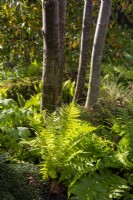 Sorbus sargentiana, Rowan tree underplanted with Dryopteris filix-mas