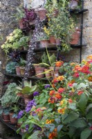 A wall display of succulents, cacti and foliage plants in terracotta pots with lantana in front.