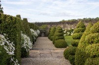 View down a paved and gravel path past clipped box buttresses, cones and balls and pots of Argyranthemum frutescens in The Topiary Garden at Bourton House Garden, Gloucestershire.
