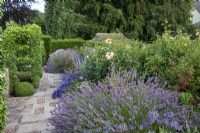 Lavender and roses with yew hedge and trained ivy along the raised walk at Bourton House Garden, Gloucestershire.