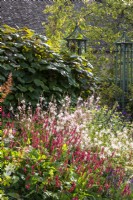 The herbaceous border at Bourton House Garden, Gloucestershire with Persicaria amplexicaulis and Gaura lindheimeri backed by Vitis coignetiae on a screen.
