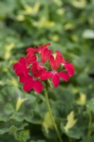 Pelargonium 'A Happy Thought', a coloured-leaved pelargonium introduced in the 1870s with small red flowers above green and gold leaves.