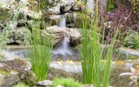 Juncus effusus and Fontinalis antipyretica growing beside a small pond water feature with waterfall over rocks