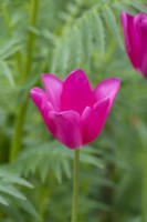 Tulipa 'Don Quichotte', a Triumph tulip with vibrant pink flowers that appear late in the season.