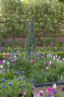 A bed is filled with tulips, camassias, centaurea, honesty and clematis scrambling up a central metal obelisk. Behind, a screen of pleached Malus 'Evereste'.