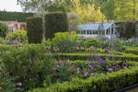 View to an old glasshouse, across a formal parterre arrangement of box edged beds filled with tulips, roses, euphorbia and honesty.