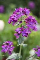 Lunaria annua, honesty, a hardy annual or biennial with attractive, toothed, heart-shaped leaves and purple flowers in spring.