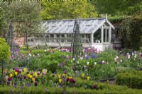 View to an old glasshouse, across beds filled with tulips, camassias, centaurea, honesty, angelica and clematis scrambling up metal obelisks.
