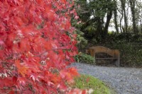 An Acer palmatum with bright red autumn leaves is on the left while a wooden bench is in the background with a wide gravel path leading to it. A bank with trees is behind the bench. The Garden House, Yelverton. Autumn, November