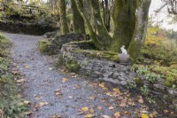 A curving gravel path leads up past a curving stone wall with a large Liriodendron tulipfera fastigiatum, tulip tree, beside the wall with autumn foliage. A white rabbit, part of a children's trail is on the wall. The Garden House, Yelverton. Autumn, November