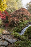 A waterfall falls into an acer glade, which is full of autumn colours. Stepping stones cross the stream and the path and stones are covered in brightly coloured, fallen acer leaves. The Garden House, Yelverton. Autumn, November