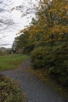 A gravel path leads up towards trees with a woodland garden on the right and lawn on the left. Autumn colours are on the trees and fallen autumn leaves on the path. The Garden House, Yelverton. Autumn, November