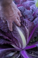 Chinese Cabbage - Brassica rapa Merlot in November