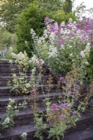Stone steps rise through a cottage garden border, red and white Valerian self seeding through the stones