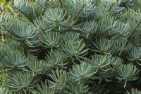 Abies concolor 'Compacta' - Rocky Mountain White Fir tree leaves in summer.