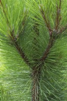 Pinus resinosa 'Morel' - Red Pine tree in summer.