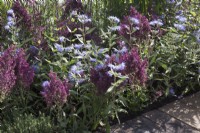 Caryopteris clandonensis 'Heavenly Blue' and Salvia nemorosa 'Schwellenburg' - meadow sage - in a border
