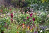 A colourful autumn mixed perennial flowerbed border with a copper rill running through it - mixed planting of Dahlias 'Sam Hopkins', 'Black Narcissus', Dahlia 'Mango Madness' and Kniphofia 'Papaya Popsicle'