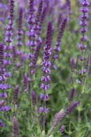 Salvia nemorosa 'Amethyst', Balkan clary, a bushy aromatic perennial bearing spikes of tiny violet pink flowers from June.