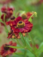 Helenium 'Moerheim Beauty', sneezeweed, a hardy perennial with copper-red flowers. Attractive to bees and butterflies, it flowers from June to August.