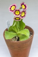 Primula auricula 'T A Hadfield', a gold centred alpine auricula enclosed by wavy, dark pink petals that fade outwards to lighter tones