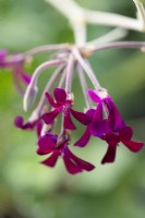 Pelargonium sidoides, African geranium, has long stems holding clusters of maroon flowers on very long stems.