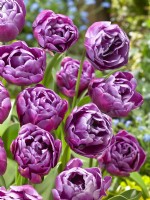 Tulipa Double Late Blue Diamond, spring May
