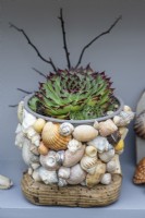 Sempervivum 'Sir William Lawrence' planted in a plastic pot with sea shells glued on, in a seaside themed display.