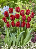 Tulipa Crispa Philly Belle, spring March