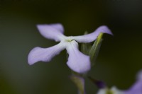 Matthiola longipetala. Night-scented stock flowers. Summer.