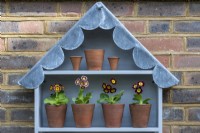 Beneath a scalloped lead roof, in the top of an Auricula theatre sit four Primula auricula. Left to right: 'Bewitched', 'T. A. Hadfield', 'Emmett Smith' and 'Sandhills'.