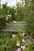 Wooden slatted bench and metal watering can nestled within dense naturalitic planting including Rosa 'Ballerina' and verbena in summer.