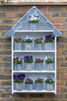 A handbuilt plant theatre with scalloped lead roof is filled with winter-flowering violas, Viola x wittrockiana.
