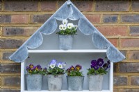 Scalloped lead roof and top shelves of a display unit showing  winter-flowering violas, Viola x wittrockiana.