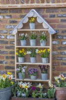 A handbuilt plant theatre with scalloped lead roof is used to display primulas and early spring bulbs such as dwarf daffodils, grape hyacinths, reticulata irises and chionodoxa.