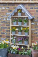 A handbuilt plant theatre with scalloped lead roof is used to display primulas and early spring bulbs such as dwarf daffodils, grape hyacinths, reticulata irises and chionodoxa.
