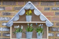 In the apex of a plant theatre beneath a scalloped lead roof sits a golden cowslip, above a shelf with pots of Narcissus 'Tete-a-Tete' standing to each side of Narcissus 'Snow Baby'.